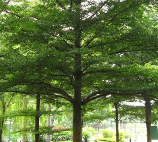 小叶榄仁耐寒吗 小叶榄仁种植要点