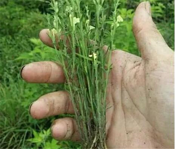 独脚金图片价格多少钱一斤 独脚金的功效与作用禁忌