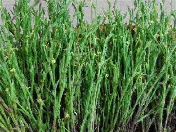 独脚金种植成本和利润 独脚金亩产多少斤干货