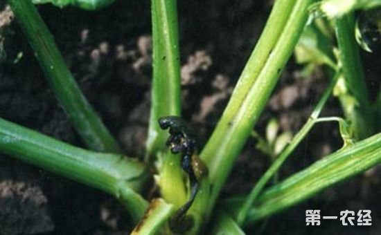 芹菜软腐病如何防治？芹菜软腐病的防治方法