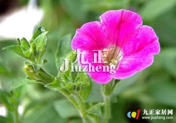 碧冬茄的养殖方法 碧冬茄的繁殖方法