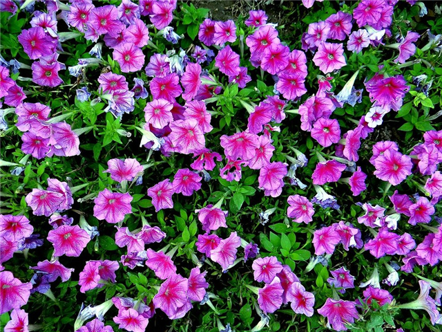 碧冬茄花语是什么 碧冬茄怎么养