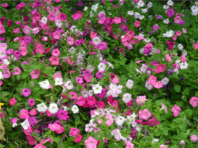 碧冬茄花语是什么 碧冬茄怎么养