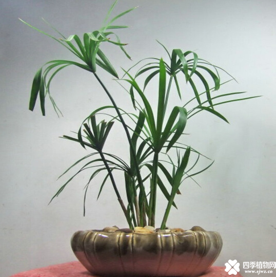 水竹的土培养殖方法