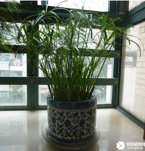 水竹的土培养殖方法