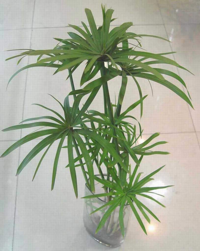 水竹草图片