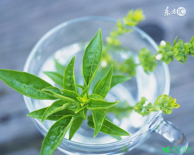 水培植物的水里长绿藻了怎么办，老花农一招教你轻松解决 。。。