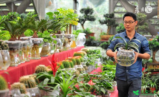 水培植物的水里长绿藻了怎么办，老花农一招教你轻松解决 。。。