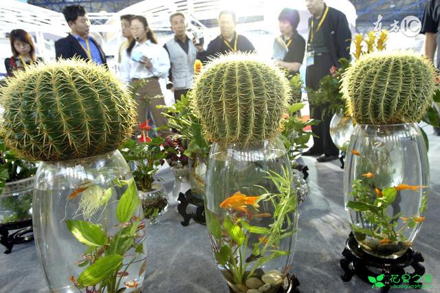 水培植物的水里长绿藻了怎么办，老花农一招教你轻松解决 。。。