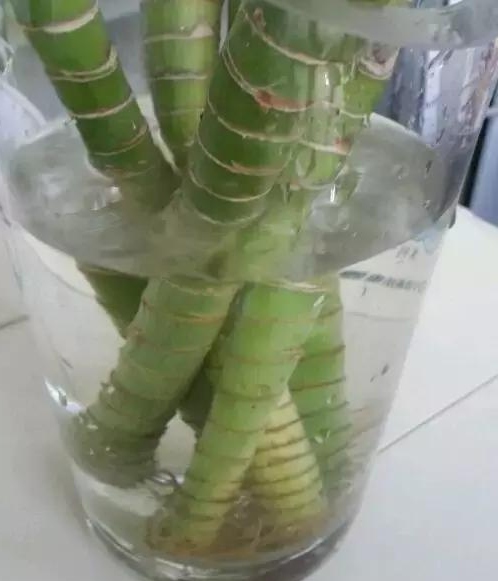 水培观音竹叶子发黄怎么办 有救吗