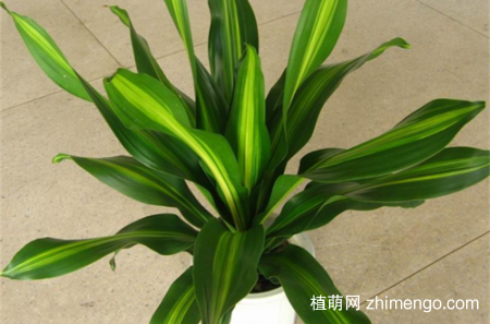 也门铁怎么养，也门铁的养殖方法和注意事项