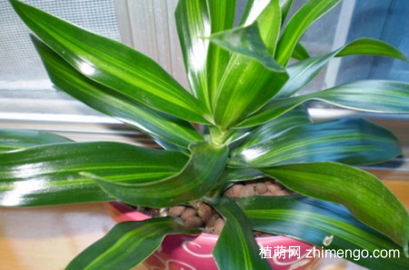 也门铁怎么养，也门铁的养殖方法和注意事项