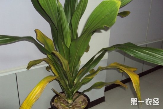 也门铁叶子发黄怎么办？也门铁叶子发黄的原因和解决方法