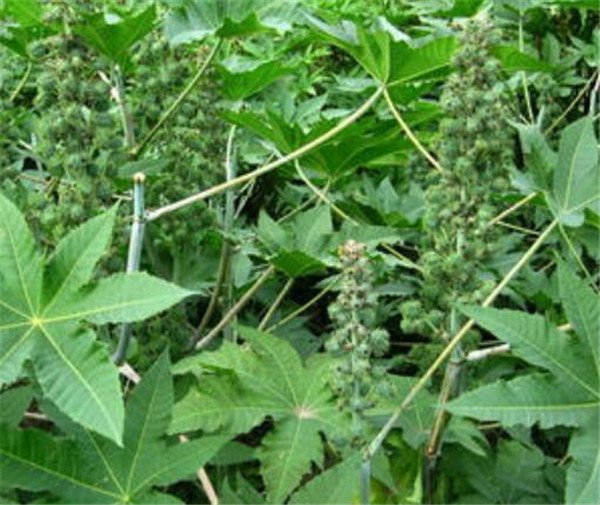 蓖麻子的功效与作用 蓖麻种植技术
