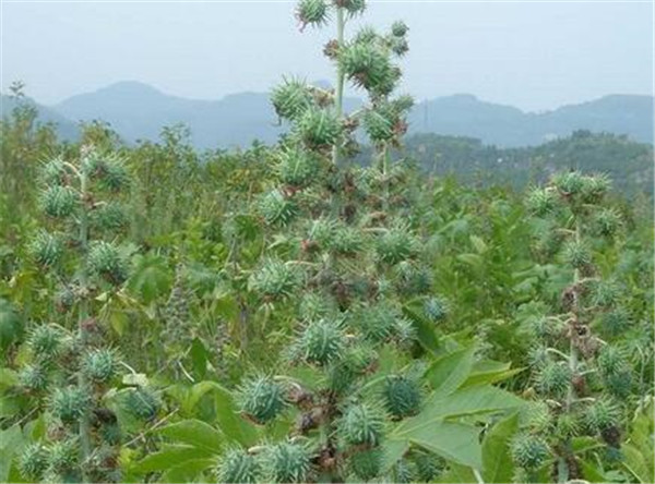 蓖麻子的功效与作用 蓖麻种植技术