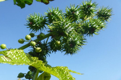 蓖麻怎么种植？蓖麻的种植技术介绍