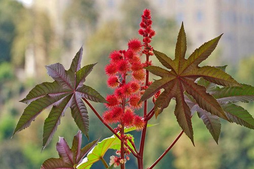 蓖麻怎么种植？蓖麻的种植技术介绍
