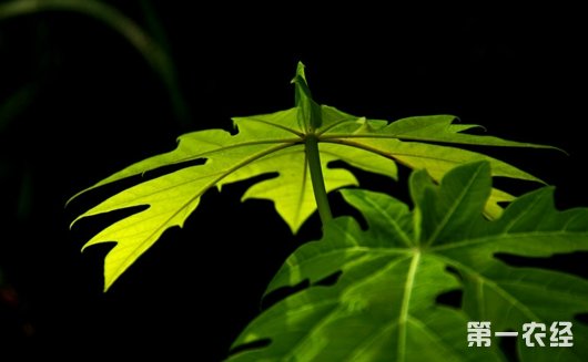 蓖麻叶杀虫法