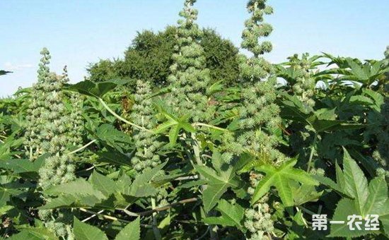 如何防治蓖麻病虫害？蓖麻常见病虫害的防治方法