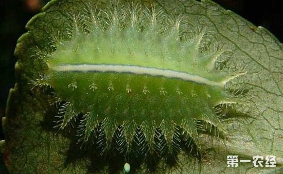 如何防治蓖麻病虫害？蓖麻常见病虫害的防治方法