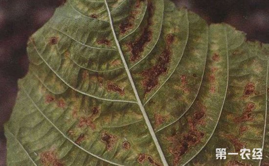 蓖麻病害有哪些？蓖麻常见病害的症状表现和防治方法