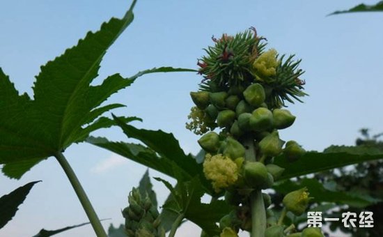 蓖麻病害有哪些？蓖麻常见病害的症状表现和防治方法