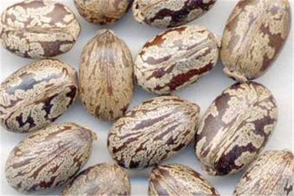 蓖麻子的功效与作用有哪些