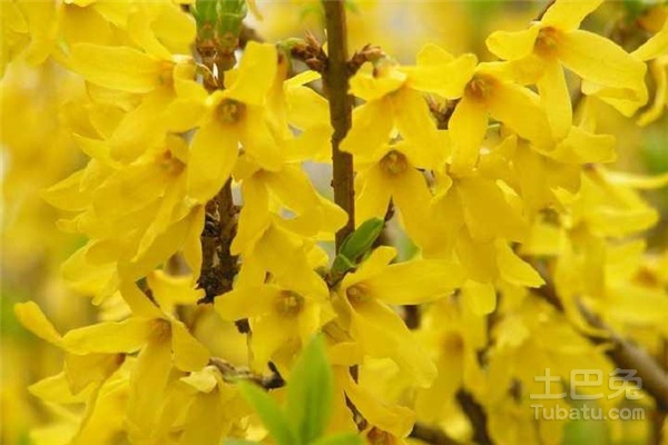 探春花图片和形态特征介绍