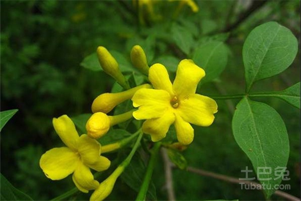 探春花图片和形态特征介绍