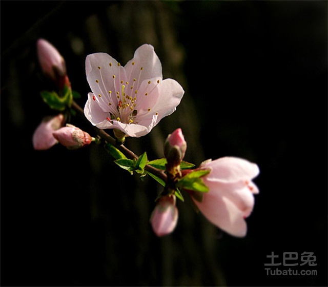 探春花盆景讲解