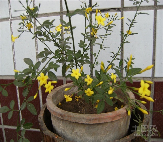 探春花盆景讲解