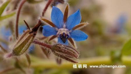 15张琉璃苣图片