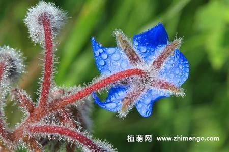 15张琉璃苣图片