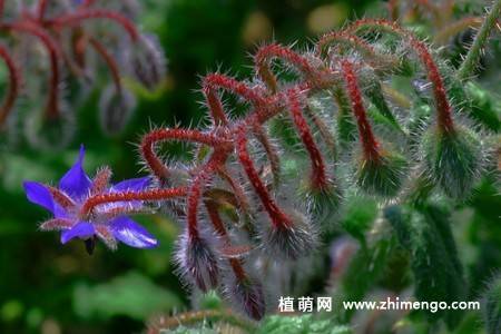 15张琉璃苣图片