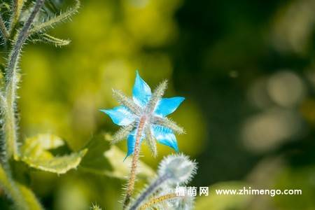 15张琉璃苣图片