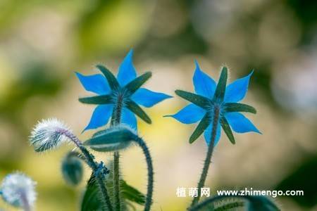 15张琉璃苣图片