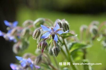 15张琉璃苣图片