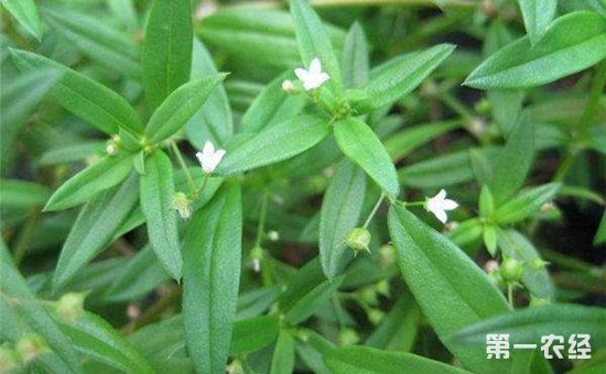 白花蛇舌草是什么植物？白花蛇舌草长什么样子？