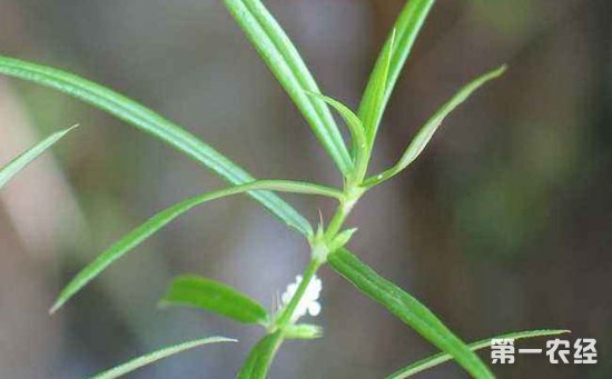 白花蛇舌草是什么植物？白花蛇舌草长什么样子？