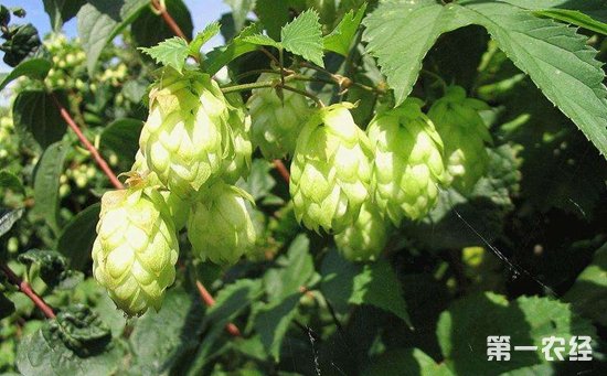 蛇麻草是啤酒花吗？蛇麻草的生长习性与采制