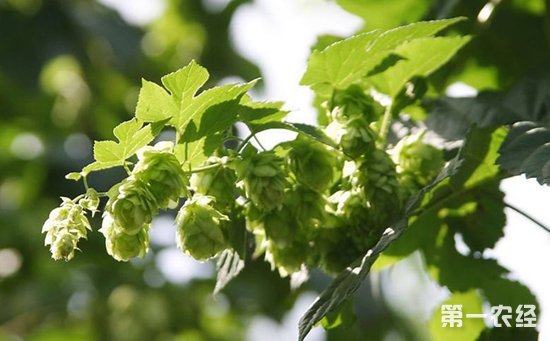 蛇麻草是啤酒花吗？蛇麻草的生长习性与采制