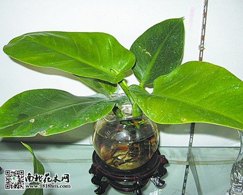 细数那些浇水把花草浇死的原因
