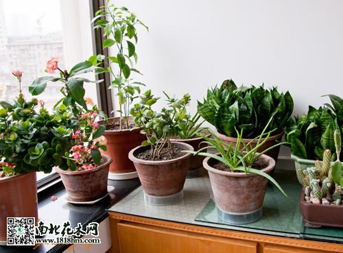 细数那些浇水把花草浇死的原因