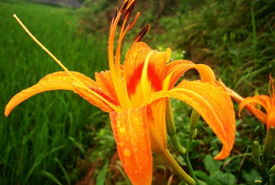 萱花草的基本知识讲解