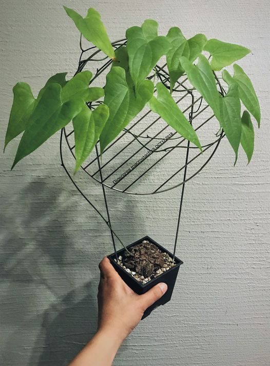 龟甲龙无言，却道出了休眠的真相
