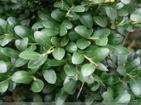 龟甲冬青的种植栽培技术和养护管理要点