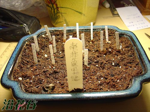 南非龟甲龙播种记录(图)