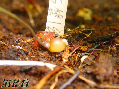 南非龟甲龙播种记录(图)