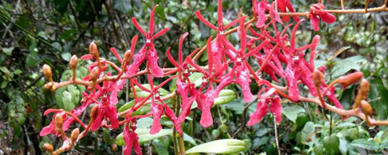 火焰兰鲜切花怎么养