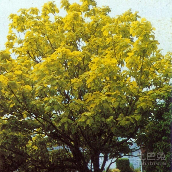 梓树图片介绍